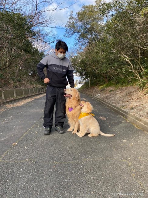 パパとお散歩をするコダくんとムファサくん🐶✨｜宮沢　エミリー(みやざわ　えみりー)ブリーダー(静岡県・ゴールデンレトリバー・JKC登録)の紹介写真6