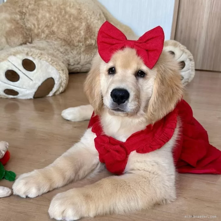 K.Y 様のお迎えした子犬