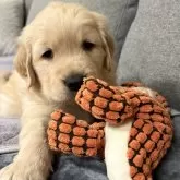 ゴールデンレトリバー【静岡県・男の子・2024年11月8日・ゴールド】の写真1