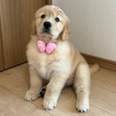 ゴールデンレトリバー