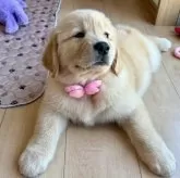 ゴールデンレトリバー【静岡県・女の子・2025年7月2日・ゴールド】の写真2