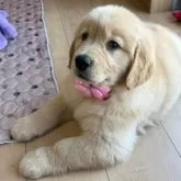 ゴールデンレトリバー【静岡県・女の子・2025年7月2日・ゴールド】の写真4