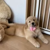 ゴールデンレトリバー【静岡県・女の子・2025年7月2日・ゴールド】の写真8