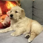 ゴールデンレトリバー【静岡県・男の子・2024年11月8日・ゴールド】の写真8