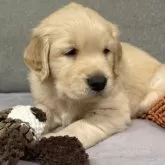 ゴールデンレトリバー【静岡県・男の子・2024年11月8日・ゴールド】の写真9