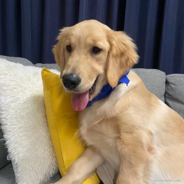 ID：2407-06062の子犬