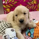 ゴールデンレトリバー【静岡県・女の子・2024年1月25日・ゴールド】の写真1