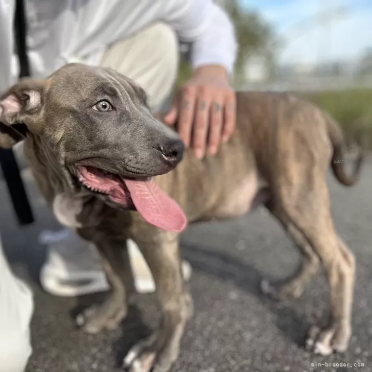 ID：2507-07919の子犬