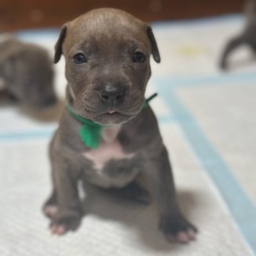 アメリカンピットブルテリア【兵庫県・女の子・2025年7月21日・フォーン系ブリンドル調】の写真「両親犬の遺伝子で調合された上質で綺麗な毛色です。」