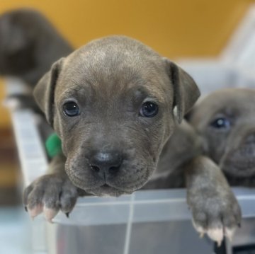 アメリカンピットブルテリア【兵庫県・女の子・2025年7月21日・フォーン系ブリンドル調】の写真「両親犬の遺伝子で調合された上質で綺麗な毛色です。」