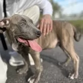 アメリカンピットブルテリア