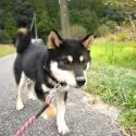 柴犬(標準サイズ)【千葉県・男の子・2024年4月14日・黒】の写真6