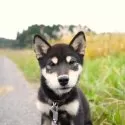 柴犬(標準サイズ)【千葉県・男の子・2024年5月23日・黒】の写真7