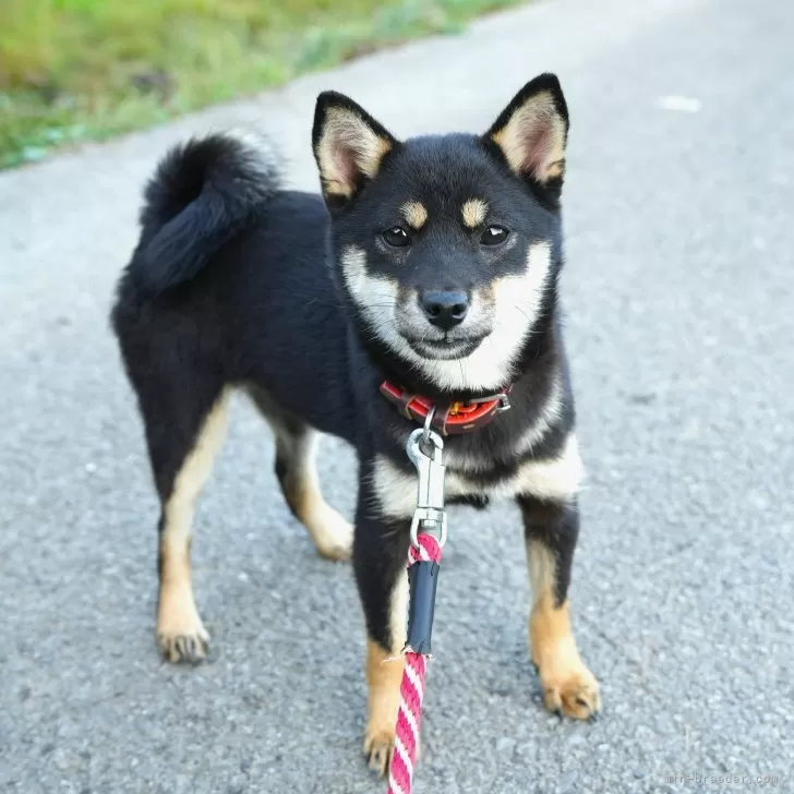 Y.S 様のお迎えした子犬