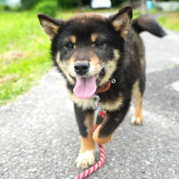 柴犬(標準サイズ)【千葉県・男の子・2024年9月8日・黒】の写真「おちゃめで可愛い黒柴くん」