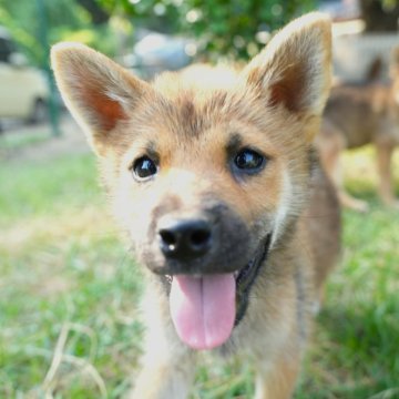 柴犬(豆柴)【千葉県・男の子・2025年5月13日・赤】の写真「小さく可愛い赤柴くん♪」