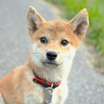 豆柴【千葉県・男の子・2025年4月25日・赤】の写真「めっさ可愛い男の子♪」