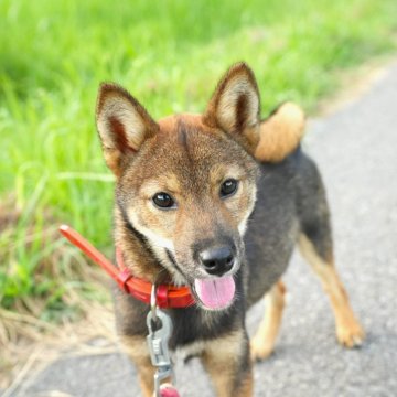 柴犬(豆柴)【千葉県・男の子・2025年2月17日・胡麻】の写真「小さめ胡麻ちゃん」
