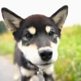 柴犬(標準サイズ)【千葉県・男の子・2024年5月23日・黒】の写真1