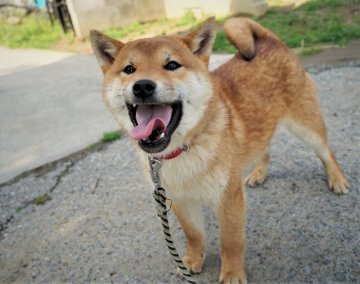 柴犬(標準サイズ)【千葉県・男の子・2021年9月2日・赤】の写真「甘えん坊な男の子」