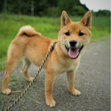 柴犬(標準サイズ)【千葉県・男の子・2022年1月17日・赤】の写真「温厚な男の子」