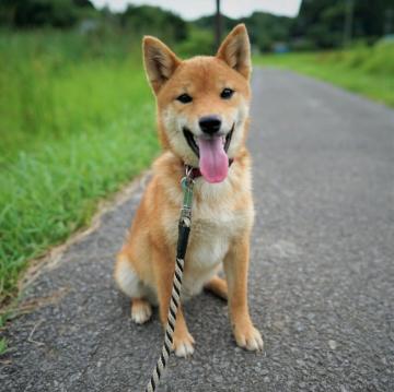 柴犬(標準サイズ)【千葉県・男の子・2022年2月14日・赤】の写真「少し小振りの元気な男の子」