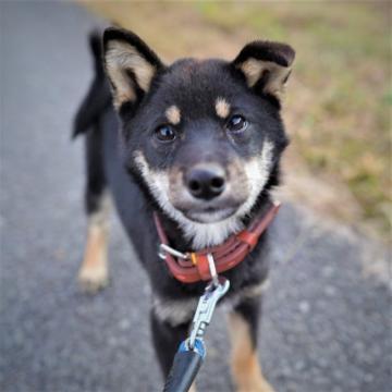 柴犬(標準サイズ)【千葉県・男の子・2022年5月29日・黒】の写真「すこし小ぶりな黒柴男子」