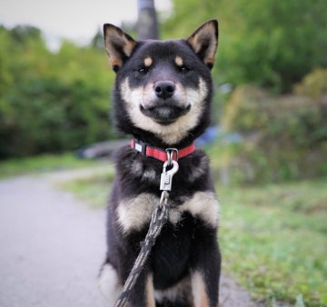 柴犬(標準サイズ)【千葉県・女の子・2021年10月20日・黒】の写真「ちょいと澄ました 黒柴娘♪」