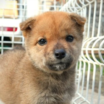 柴犬(豆柴)【千葉県・女の子・2023年10月15日・赤】の写真「元気いっぱい！小さな可愛い柴娘♪」