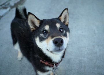 柴犬(標準サイズ)【千葉県・女の子・2021年6月16日・黒】の写真「元気いっぱい 黒柴娘♪」