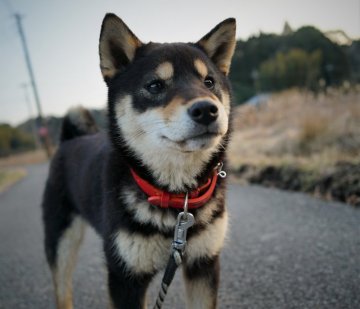 柴犬(標準サイズ)【千葉県・女の子・2021年6月16日・黒】の写真「豆柴以上標準柴未満(サイズ感)」
