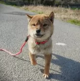 豆柴【千葉県・男の子・2023年9月1日・胡麻】の写真3「20240307撮影」