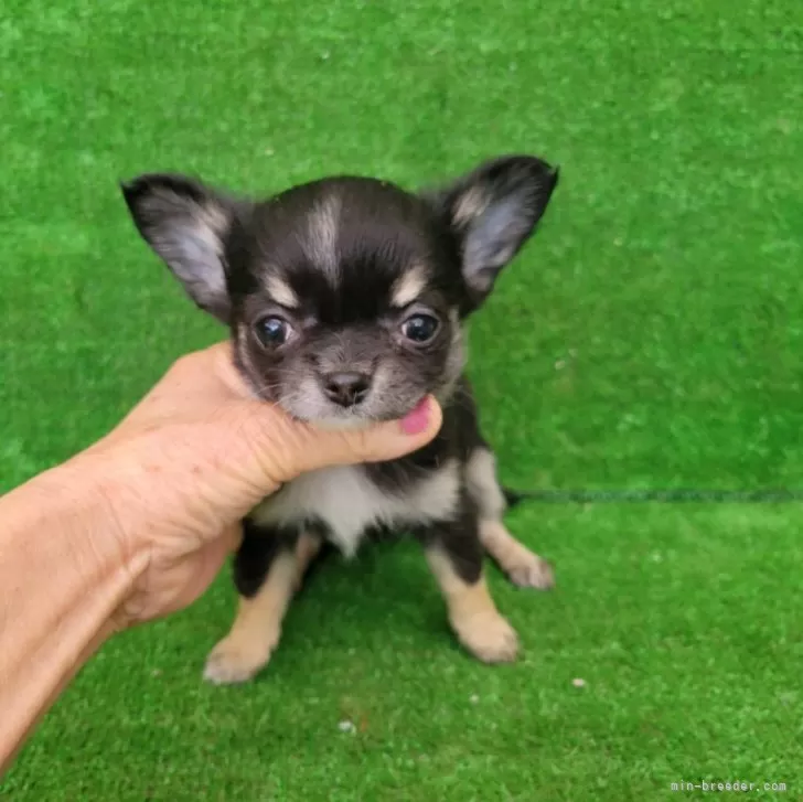 K.Ｉ 様のお迎えした子犬