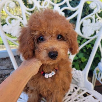 タイニープードル【福岡県・男の子・2025年7月4日・レッド】の写真「お目めくりくりの激かわちゃん✨️」