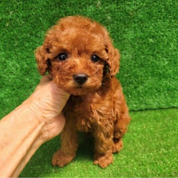 トイプードル(タイニー)【福岡県・男の子・2025年4月14日・レッド】の写真「お目めくりくりの激かわちゃん✨️」