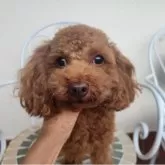 タイニープードル