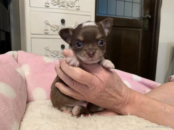 ID:2102-03006の子犬