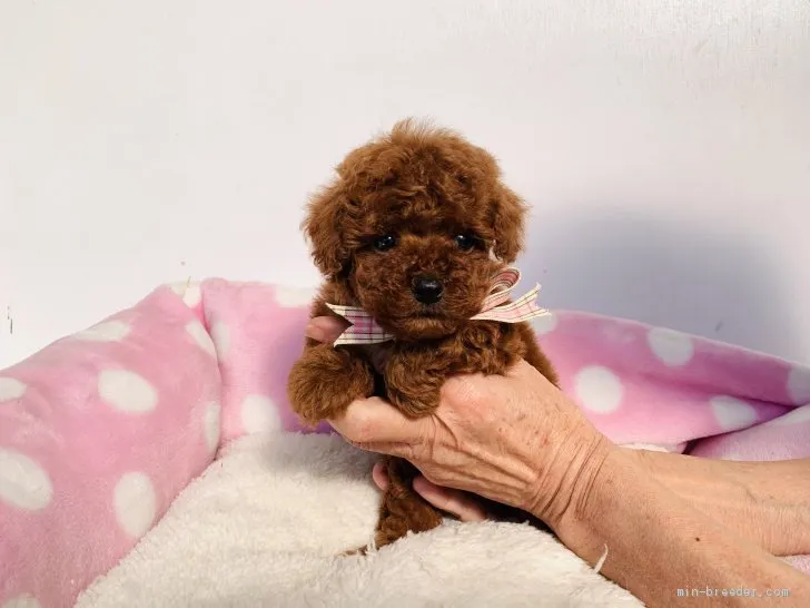 ID：2011-01175の子犬