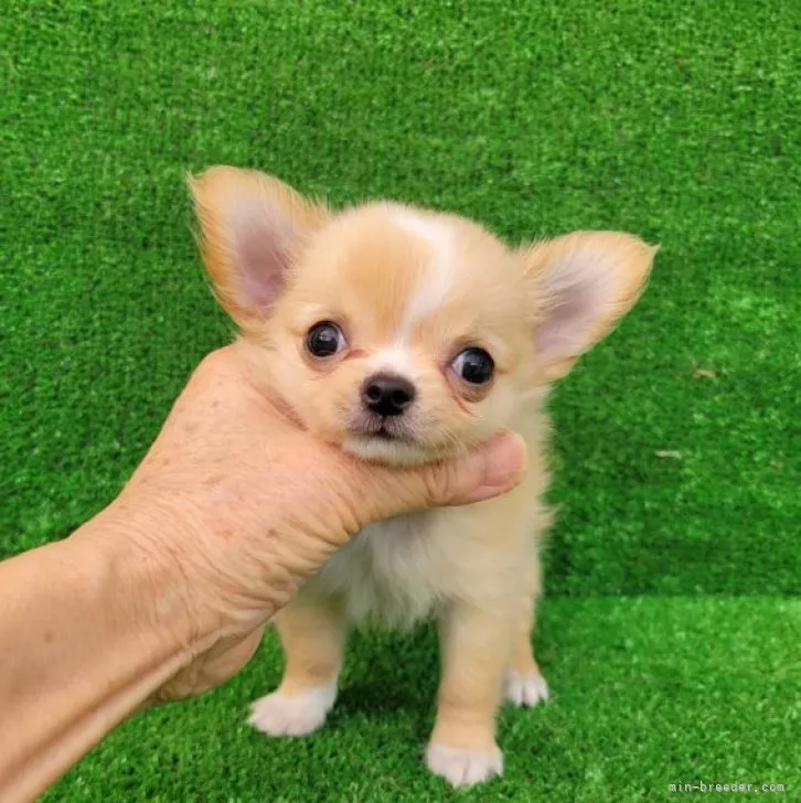 ID：2306-05832の子犬