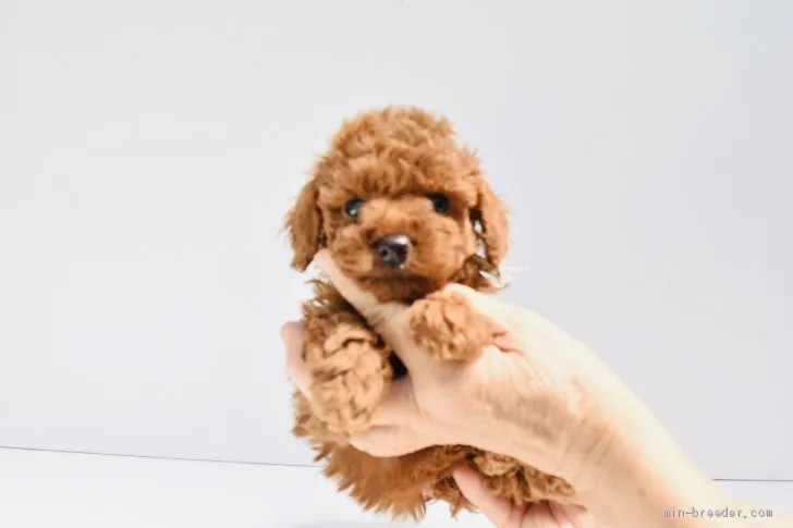 ID：2005-03499の子犬