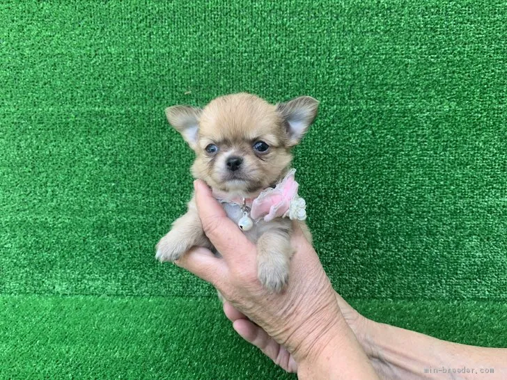 J.M 様のお迎えした子犬
