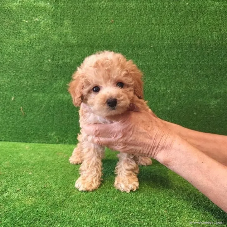 S.T 様のお迎えした子犬