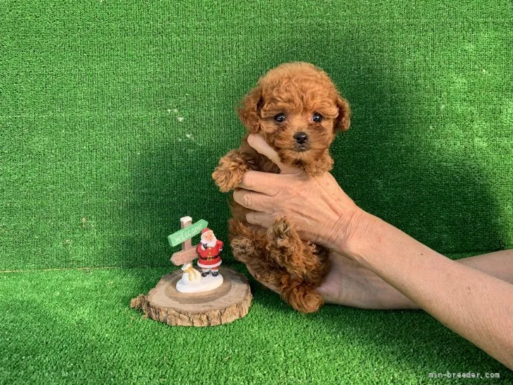 H.Ｉ 様のお迎えした子犬