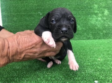 ミックス(ボクサー+ドイツポインター)【福岡県・女の子・2021年10月14日・ブラック&ホワイト】の写真「超希少なミックス犬です✨✨
ボクサーとポインター」