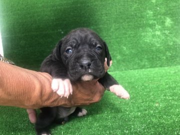 ミックス(ボクサー+ポインター)【福岡県・女の子・2021年10月14日・ブラック&ホワイト】の写真「超希少なミックス犬です✨✨ボクサーとポインター」