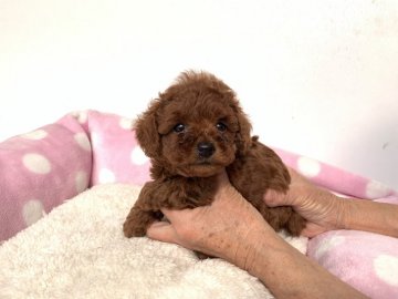 トイプードル(タイニー)【福岡県・男の子・2020年9月29日・レッド】の写真「毛量が多くお鼻の詰まったかわいいの男の子です。」