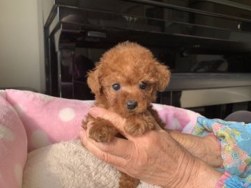 トイプードル(ティーカップ)【福岡県・女の子・2020年11月21日・レッド】の写真「お目々クリクリのとっても可愛いティーカップちゃん。」