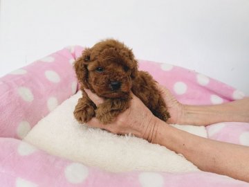 トイプードル(トイ)【福岡県・男の子・2020年10月15日・レッド】の写真「目のクリクリした毛量抜群の濃ゆいレッド男の子です。」