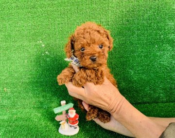 トイプードル(タイニー)【福岡県・男の子・2021年10月14日・レッド】の写真「今人気のドアーフタイプのかわいいの子✨」