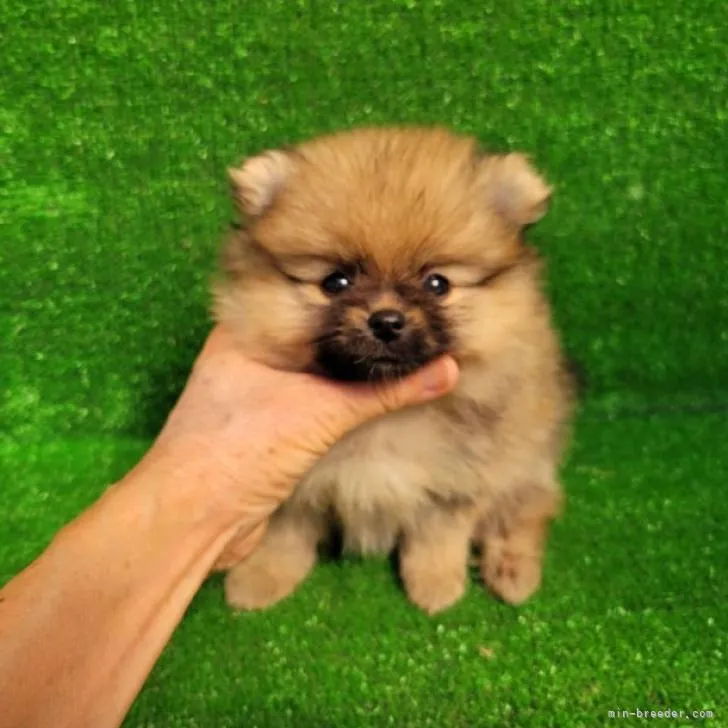 M.S 様のお迎えした子犬